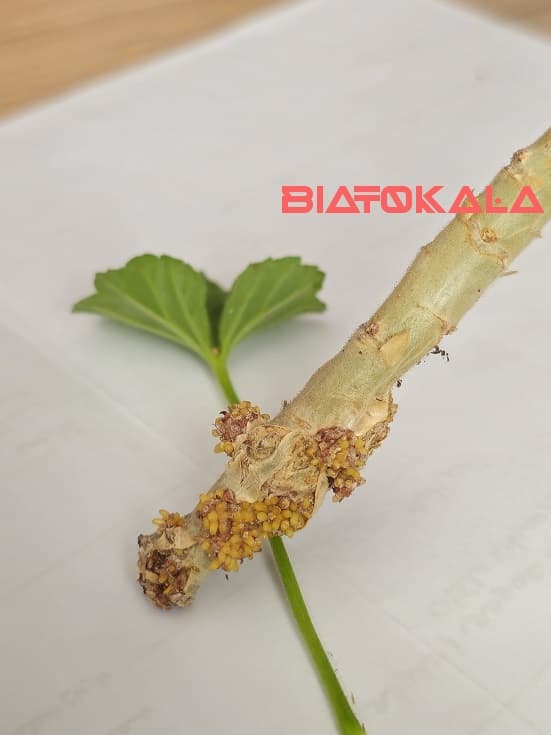 بهترین قلمه شمعدانی برای کاشت 